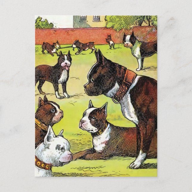 Postal Boston Terrier y cachorros Ilustracion de época (Anverso)