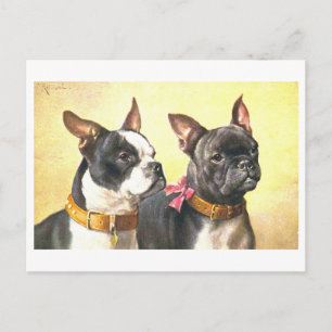 Postal Boston Terriers antiguos