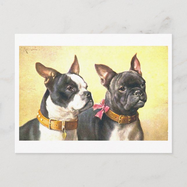 Postal Boston Terriers antiguos (Anverso)