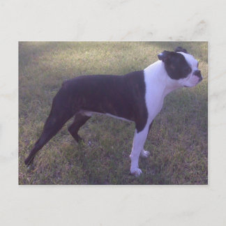 Postal BostonTerrier