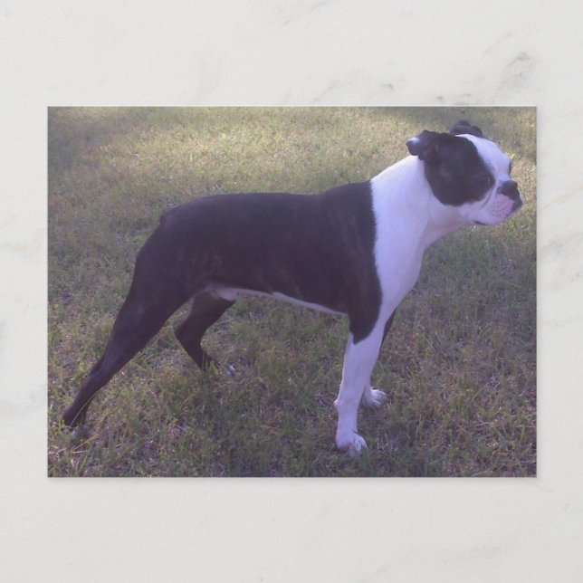 Postal BostonTerrier (Anverso)