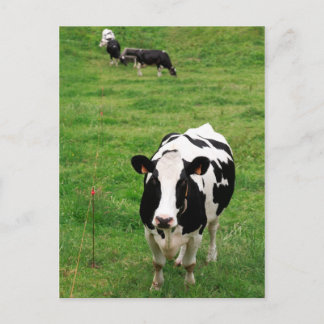 Postal Bota de Holstein