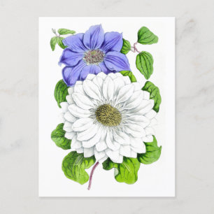Postal botánica azul y blanco clematis vintage