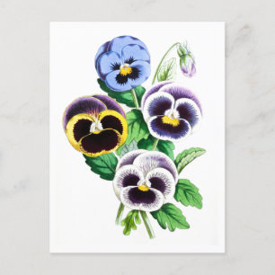 Postal botánica de época Pansies