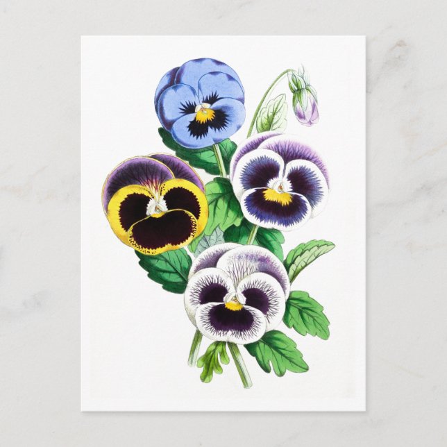 Postal botánica de época Pansies (Anverso)