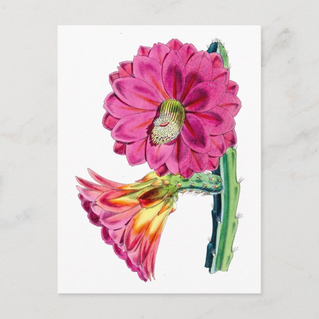 Postal botánica de venado de flores rosadas Cactus (Anverso)