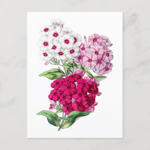 Postal botánica Phlox Vintage