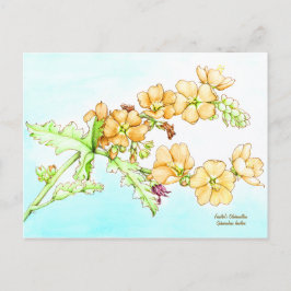 Postal Botanical wildflower watercolor, globemallow