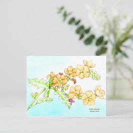 Postal Botanical wildflower watercolor, globemallow