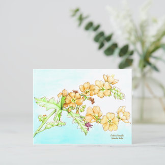 Postal Botanical wildflower watercolor, globemallow