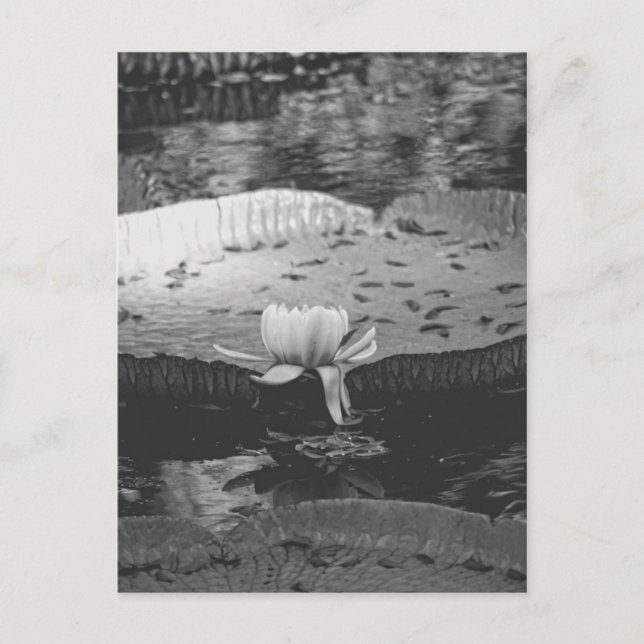 Postal Botánico (Anverso)