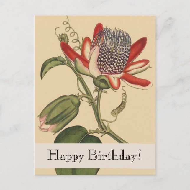 Postal Botánicos Vintage Happy Birday Postcard (Anverso)