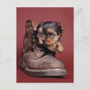Postal Botas de Yorkie