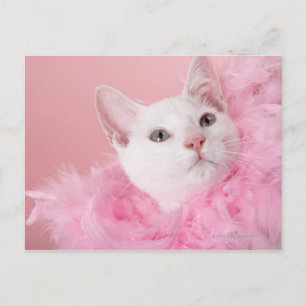 Postal Bote de pluma de gato