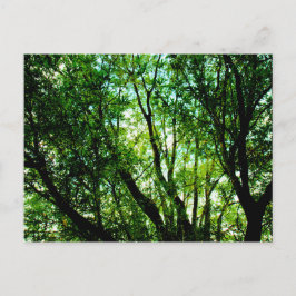 Postal Botes de árbol