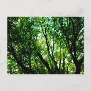 Postal Botes de árbol