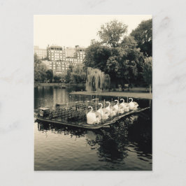 Postal Botes de cisne de Boston en blanco y negro
