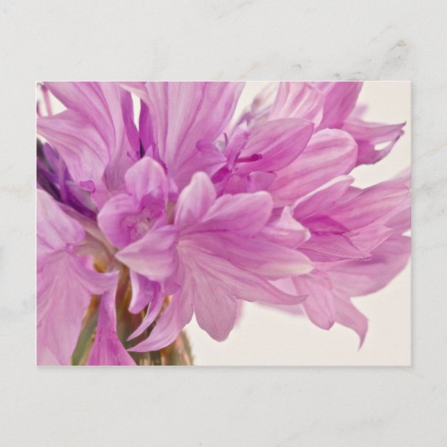 Postal botón Batchelor (Anverso)