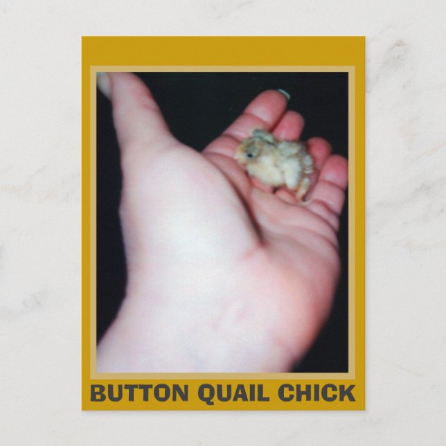 POSTAL BOTÓN RÁPIL CHICK (Anverso)