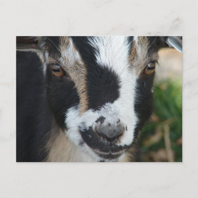 Postal Botones (Anverso)