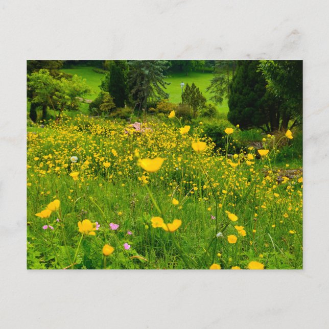 Postal Botones de oro  (Anverso)