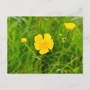 Postal Botones de oro