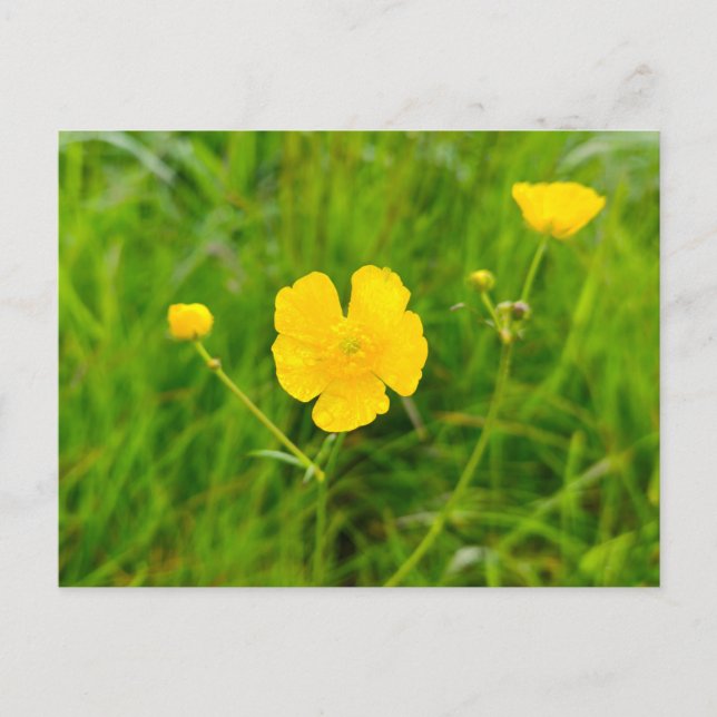 Postal Botones de oro (Anverso)