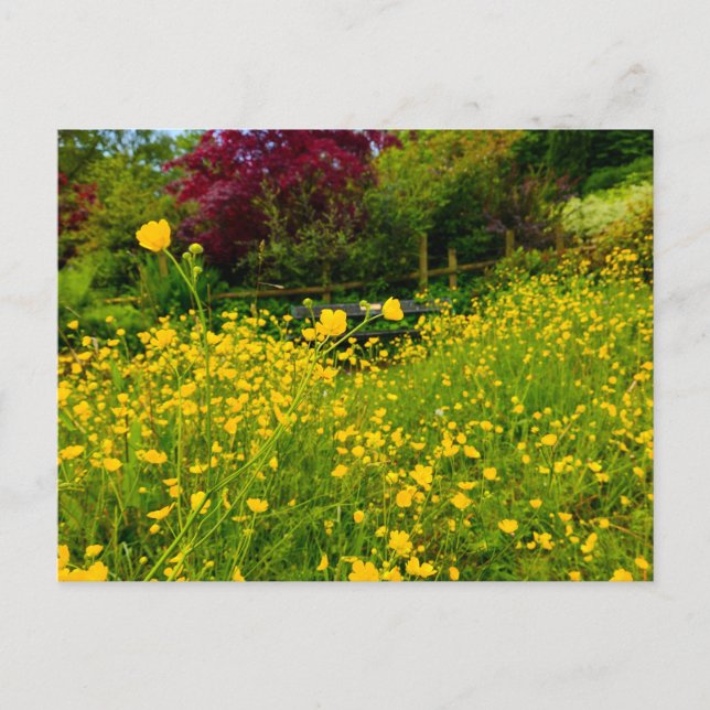 Postal Botones de oro  (Anverso)