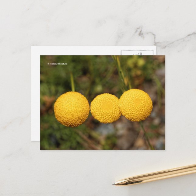 Postal Botones de oro de Creeping Gold Cotula Tiffindell (Anverso/Reverso In Situ)