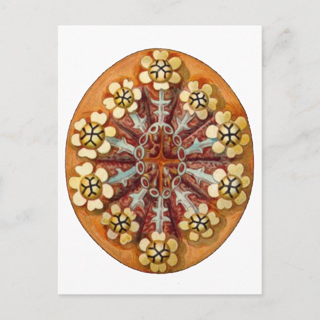 Postal Botrylloides purpureus, Ernst Haeckel Bella Artes (Anverso)