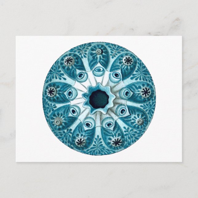 Postal Botryllus Polycyclus Ernst Haeckel Bella Artes (Anverso)