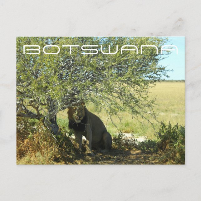 Postal Botsuana Central Kalahari Viaje de Savannah (Anverso)