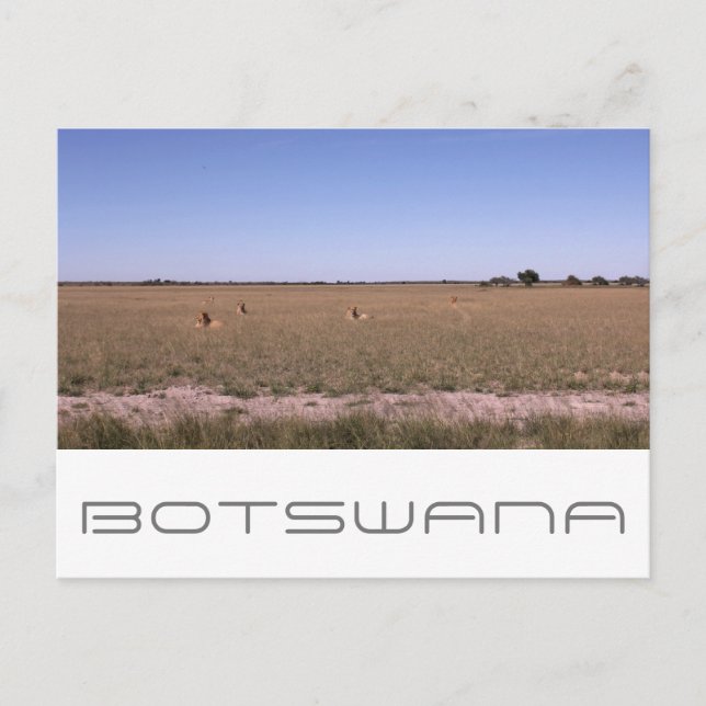 Postal Botsuana Central Kalahari Viajes de Savannah (Anverso)