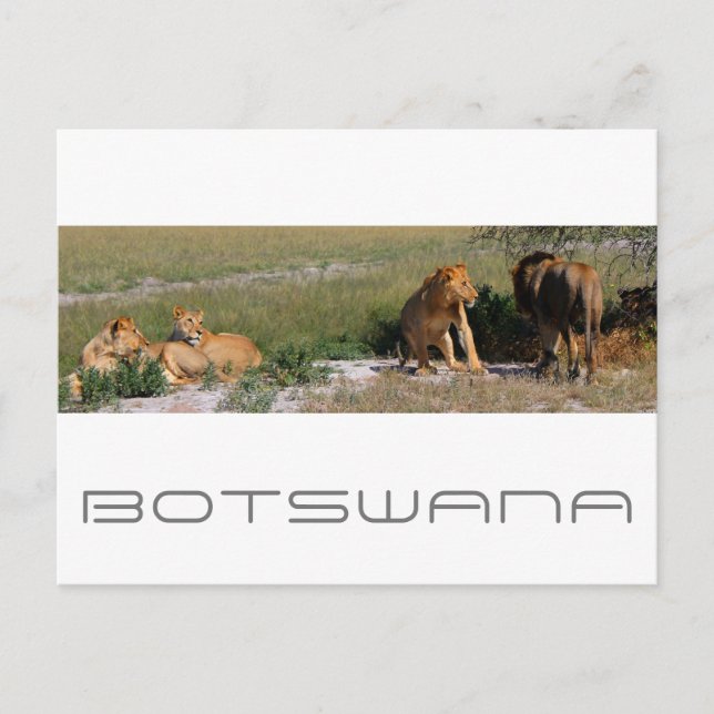Postal Botsuana Central Kalahari Viajes de Savannah (Anverso)