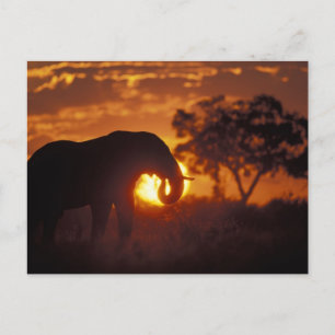 Postal Botsuana, Parque Nacional Chobe, Elefante macho