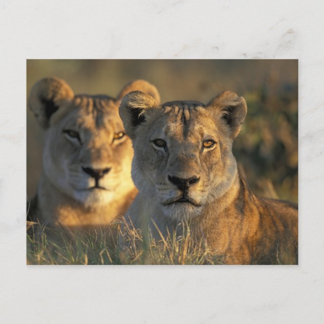 Postal Botsuana, Parque Nacional Chobe, Leonas (Anverso)