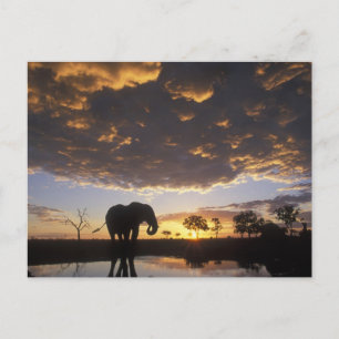 Postal Botswana, parque nacional de Chobe, elefante