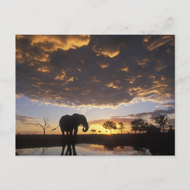 Postal Botswana, parque nacional de Chobe, elefante (Anverso)