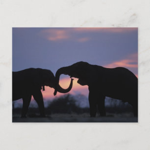 Postal Botswana, parque nacional de Chobe, elefantes