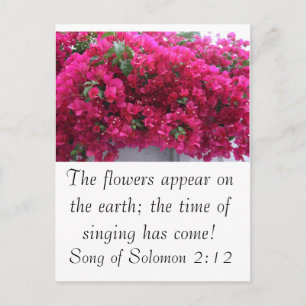 Postal Bougainvilla - Escritura: Canción de Salomón 2:12