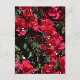 Postal Bougainvillea