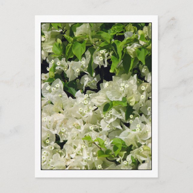 Postal Bougainvillea blanca (Anverso)