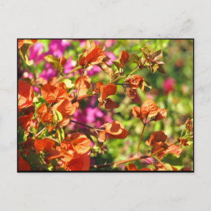 Postal Bougainvillea Branches