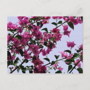 Postal Bougainvillea Branches Postcard