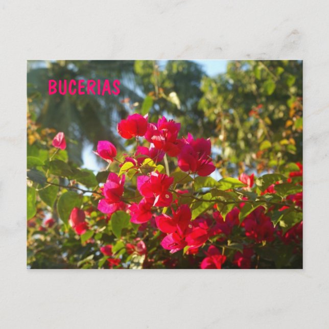 Postal Bougainvillea en Bucerias (Anverso)