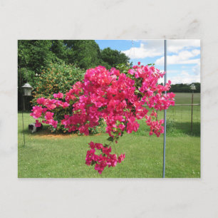 Postal Bougainvillea en una canasta