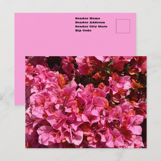 Postal Bougainvillea Pink Tropical Vining Shrub Foto (Anverso / Reverso)