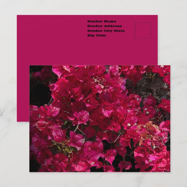 Postal Bougainvillea Red Tropical Vining Shrub Foto (Anverso / Reverso)