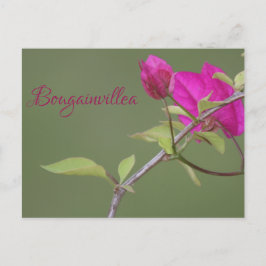 Postal Bougainvillea Rosa Elegante Australiano