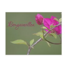 Bougainvillea Rosa Elegante Australiano
